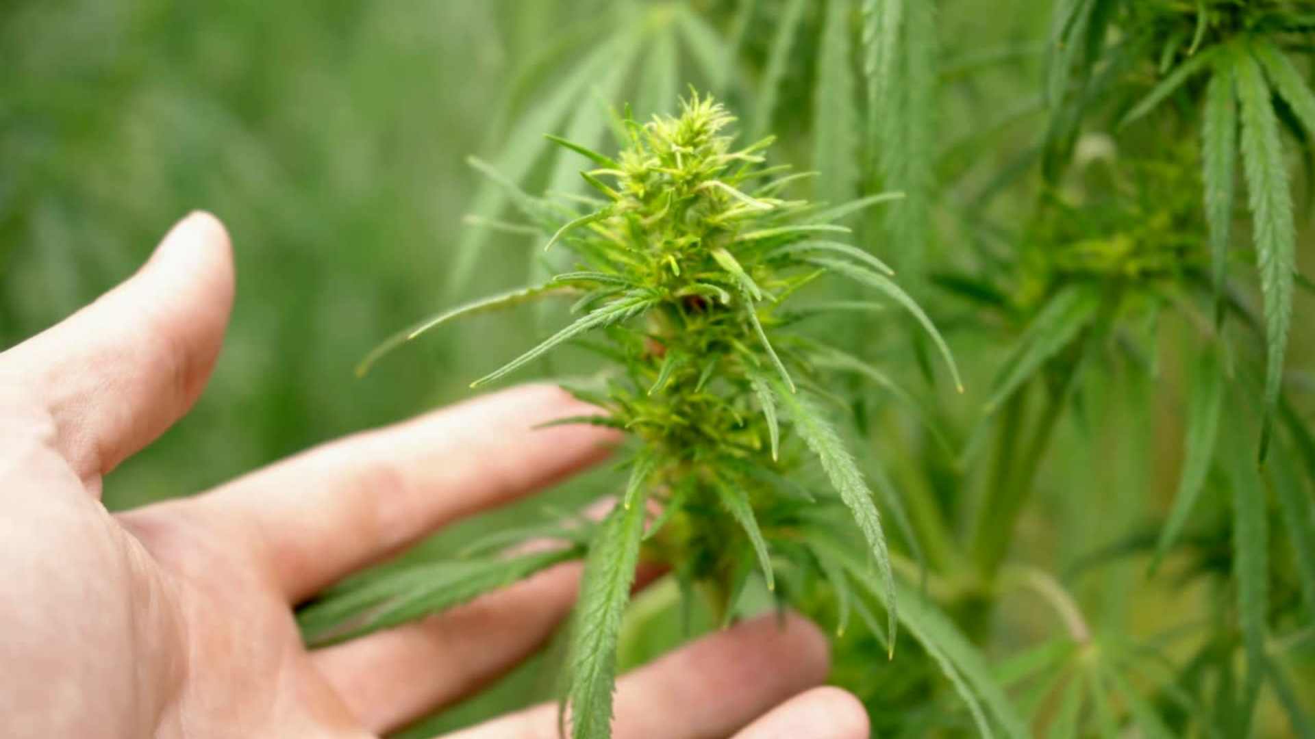 About cannabinoids