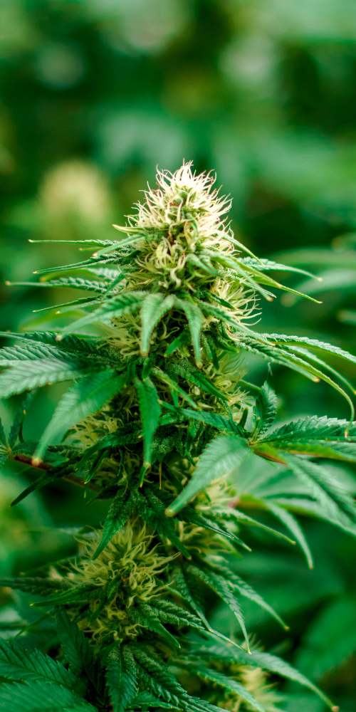 Sativa