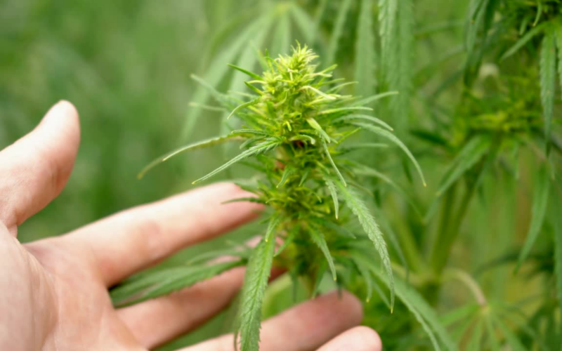 About cannabinoids